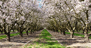 central-valley-thm central-valley-thm